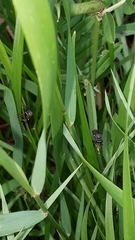 Dioctria atricapilla