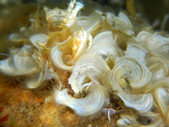 Padina pavonica