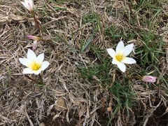 Zephyranthes concolor