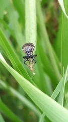 Dioctria atricapilla