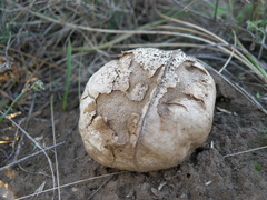 Calvatia candida