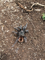 Dugesiella anitahoffmannae