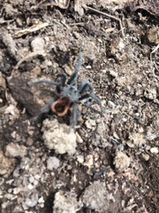 Dugesiella anitahoffmannae
