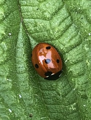 Coccinella septempunctata
