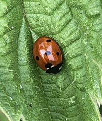 Coccinella septempunctata