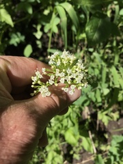 Valeriana occidentalis