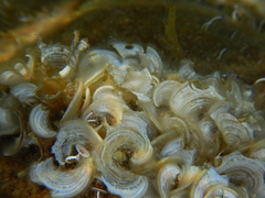 Padina pavonica