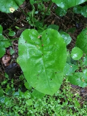 Pulmonaria obscura