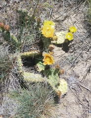 Opuntia
