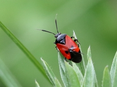 Deraeocoris rutilus