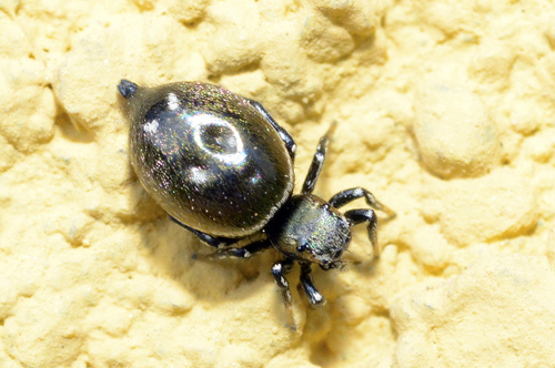 Heliophanus kochii