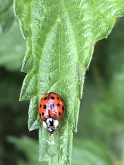 Harmonia axyridis