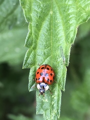Harmonia axyridis