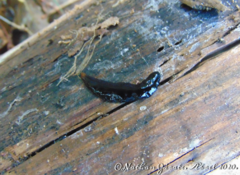Continenticola