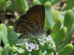 Brephidium pseudofea