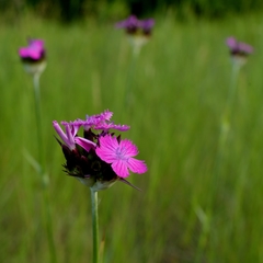 Dianthus andrzejowskianus