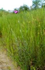 Dianthus andrzejowskianus