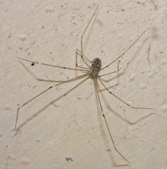 Crossopriza