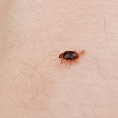 Coccidula scutellata