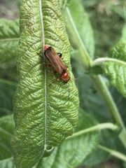 Cantharis livida
