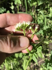 Valeriana occidentalis