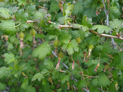 Ribes pinetorum