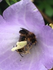 Melitta haemorrhoidalis