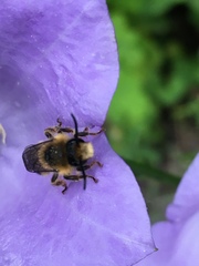 Melitta haemorrhoidalis