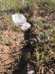 Calochortus ambiguus