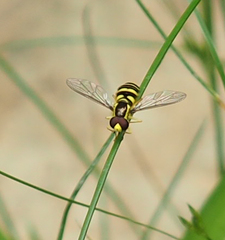 Xanthogramma flavipes