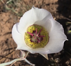 Calochortus ambiguus