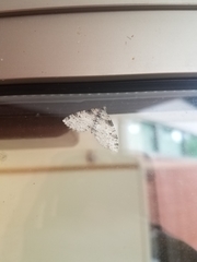 Lobophora nivigerata