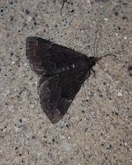Hypena sordidula