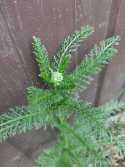 Achillea millefolium