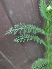 Achillea millefolium