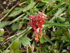 Sedum atratum