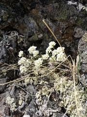 Draba lonchocarpa