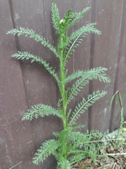 Achillea millefolium