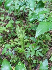 Angelica sylvestris