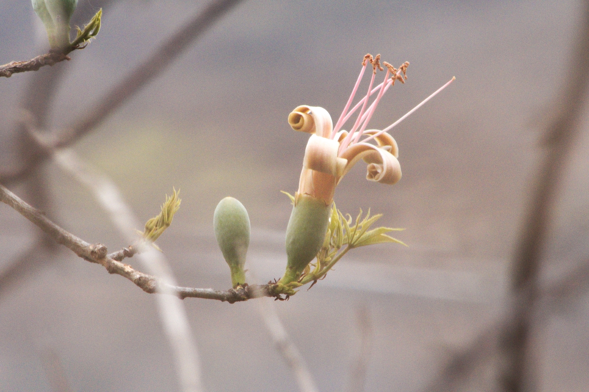 Ceiba Aesculifolia セイバ　エスキリフォリア【激レア！？】 Ceiba aesculifolia セイバ エスキリフォリア Ceiba aesculifolia