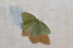 Thalera pistasciaria