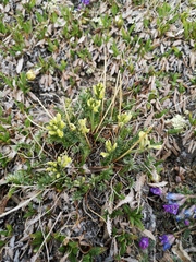 Oxytropis maydelliana