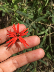 Silene laciniata laciniata