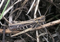 Chorthippus brunneus