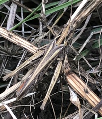 Chorthippus brunneus