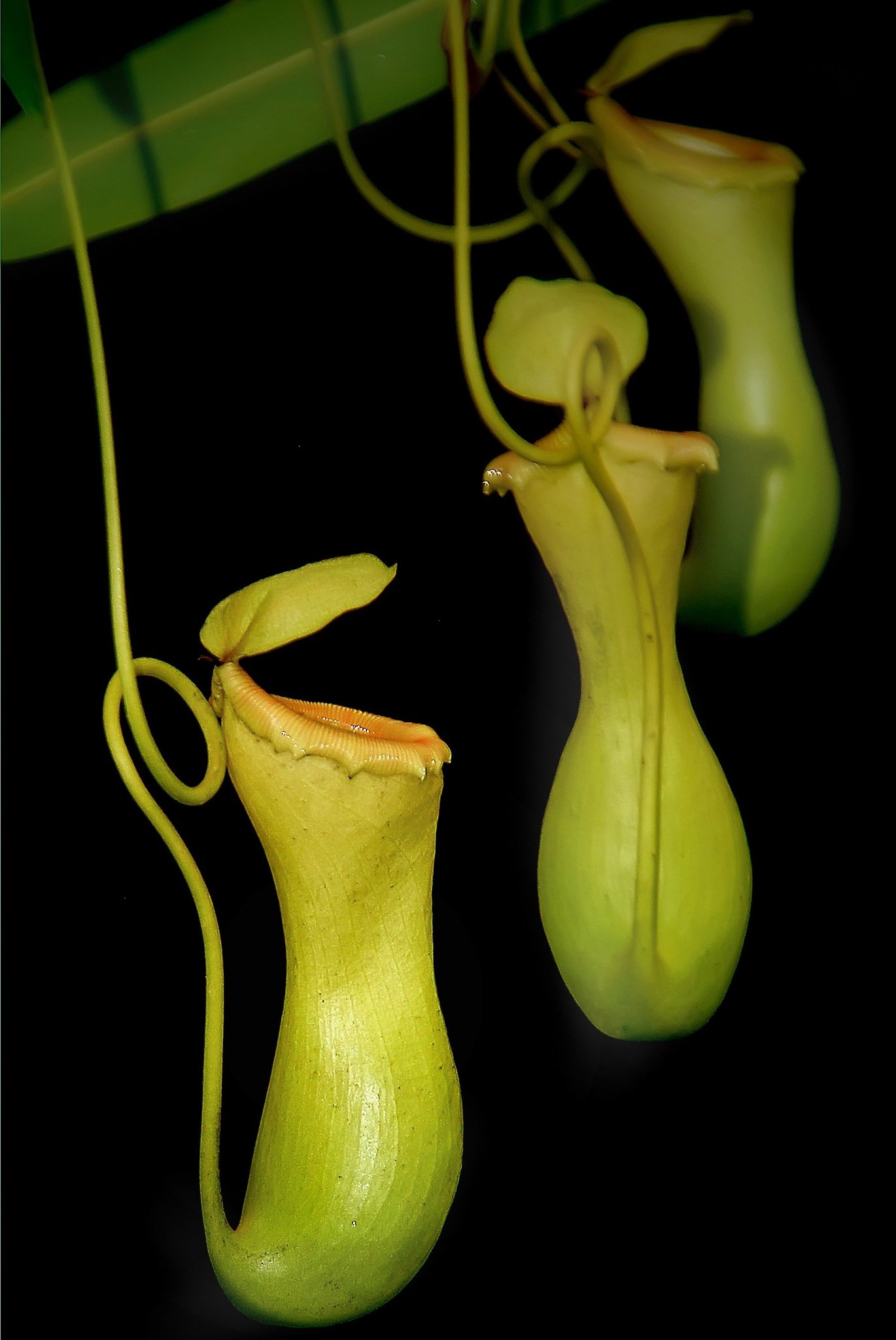Nepenthaceae