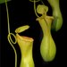 Old World Pitcher Plants - Photo (c) Jack Wolf, some rights reserved (CC BY-ND)
