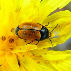 Cryptocephalus rugicollis