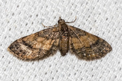 Eupithecia palpata