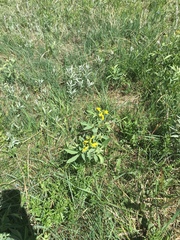 Thermopsis divaricarpa